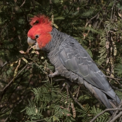 Callocephalon fimbriatum (Gang-gang Cockatoo) at Namadgi National Park - 9 Jan 2023 by patrickcox