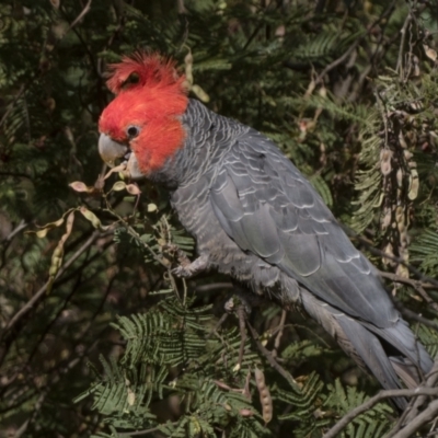 Callocephalon fimbriatum (Gang-gang Cockatoo) at Booth, ACT - 10 Jan 2023 by patrickcox