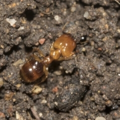 Pheidole sp. (genus) (Seed-harvesting ant) at Higgins, ACT - 24 Dec 2022 by AlisonMilton