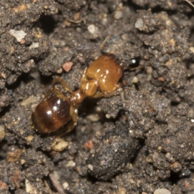 Pheidole sp. (genus) (Seed-harvesting ant) at Higgins, ACT - 24 Dec 2022 by AlisonMilton