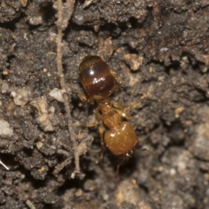 Pheidole sp. (genus) at Higgins, ACT - 24 Dec 2022