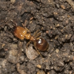 Pheidole sp. (genus) at Higgins, ACT - 24 Dec 2022