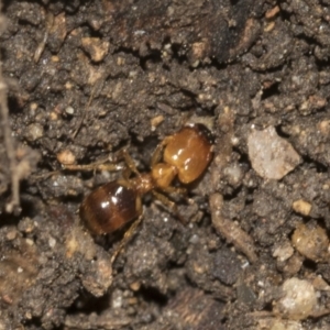 Pheidole sp. (genus) at Higgins, ACT - 24 Dec 2022