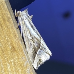 Lophotoma diagrapha (Double-line Snout Moth) at Jerrabomberra, NSW - 8 Jan 2023 by SteveBorkowskis