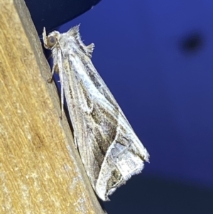 Lophotoma diagrapha at suppressed - 8 Jan 2023