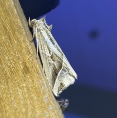 Lophotoma diagrapha at suppressed - 8 Jan 2023