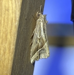 Lophotoma diagrapha at Jerrabomberra, NSW - 8 Jan 2023