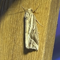 Lophotoma diagrapha at Jerrabomberra, NSW - 8 Jan 2023