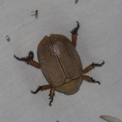Anoplognathus pallidicollis (Cashew beetle) at Higgins, ACT - 24 Dec 2022 by AlisonMilton