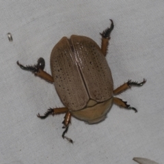 Anoplognathus sp. (genus) at Higgins, ACT - 24 Dec 2022 09:53 PM