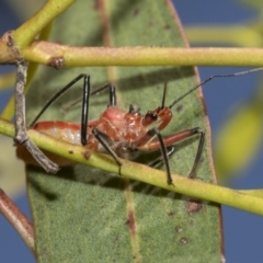 Gminatus australis (Orange assassin bug) at Higgins, ACT - 22 Dec 2022 by AlisonMilton
