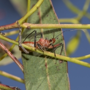 Gminatus australis at Higgins, ACT - 23 Dec 2022 09:49 AM