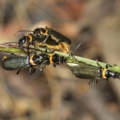 Chauliognathus lugubris (Plague Soldier Beetle) at Higgins Woodland - 22 Dec 2022 by AlisonMilton