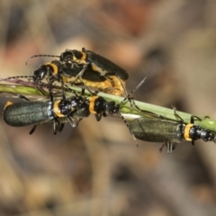 Chauliognathus lugubris (Plague Soldier Beetle) at Higgins, ACT - 22 Dec 2022 by AlisonMilton