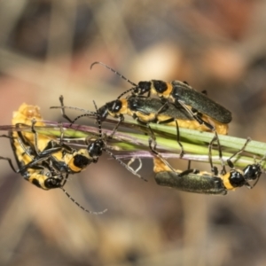 Chauliognathus lugubris at Higgins, ACT - 23 Dec 2022