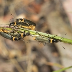 Chauliognathus lugubris at Higgins, ACT - 23 Dec 2022 10:02 AM