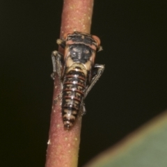 Eurymelinae (subfamily) (Unidentified eurymeline leafhopper) at Higgins Woodland - 22 Dec 2022 by AlisonMilton