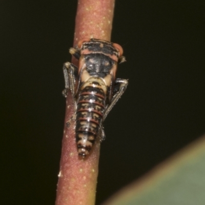 Eurymelinae (subfamily) (Unidentified eurymeline leafhopper) at Higgins Woodland - 22 Dec 2022 by AlisonMilton