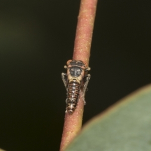 Eurymelinae (subfamily) at Higgins, ACT - 23 Dec 2022