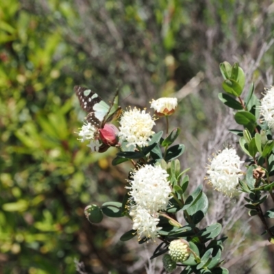 Graphium macleayanum (Macleay's Swallowtail) at Namadgi National Park - 9 Jan 2023 by RAllen