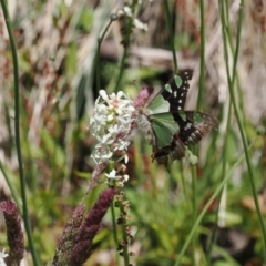 Graphium macleayanum at Cotter River, ACT - 9 Jan 2023 11:24 AM