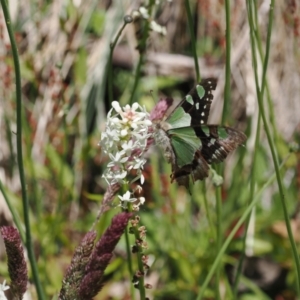 Graphium macleayanum at Cotter River, ACT - 9 Jan 2023