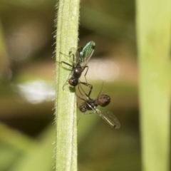 Parapalaeosepsis plebeia (Ant fly) at Higgins, ACT - 23 Dec 2022 by AlisonMilton