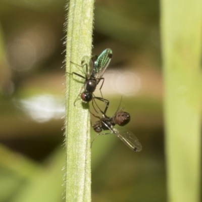 Parapalaeosepsis plebeia (Ant fly) at Higgins Woodland - 22 Dec 2022 by AlisonMilton