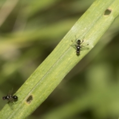 Parapalaeosepsis plebeia at Higgins, ACT - 23 Dec 2022