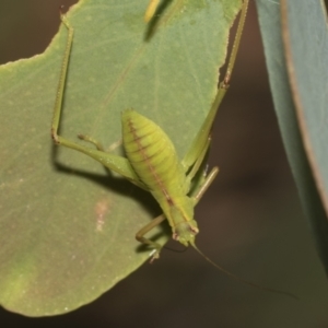 Caedicia simplex at Higgins, ACT - 23 Dec 2022 10:21 AM