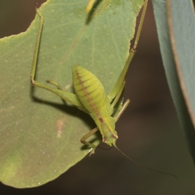 Caedicia simplex (Common Garden Katydid) at Higgins Woodland - 22 Dec 2022 by AlisonMilton