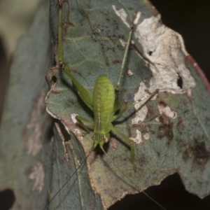 Caedicia simplex at Higgins, ACT - 23 Dec 2022 10:21 AM