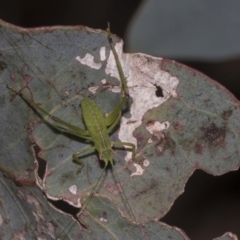 Caedicia simplex at Higgins, ACT - 23 Dec 2022 10:21 AM