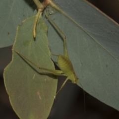 Caedicia simplex at Higgins, ACT - 23 Dec 2022