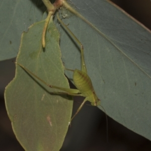 Caedicia simplex at Higgins, ACT - 23 Dec 2022 10:21 AM