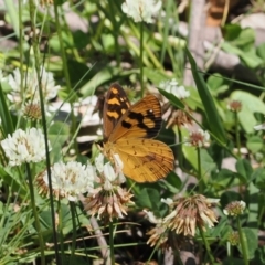 Heteronympha solandri (Solander's Brown) at Namadgi National Park - 9 Jan 2023 by RAllen