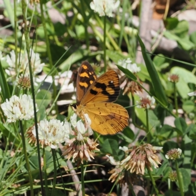 Heteronympha solandri (Solander's Brown) at Namadgi National Park - 9 Jan 2023 by RAllen