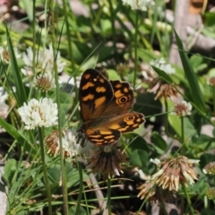 Heteronympha solandri at Cotter River, ACT - 9 Jan 2023 11:42 AM