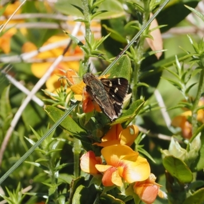 Pasma tasmanica (Two-spotted Grass-skipper) at Namadgi National Park - 9 Jan 2023 by RAllen