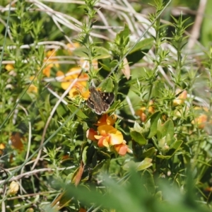 Pasma tasmanica at Cotter River, ACT - 9 Jan 2023