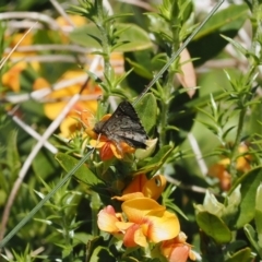 Pasma tasmanica at Cotter River, ACT - 9 Jan 2023