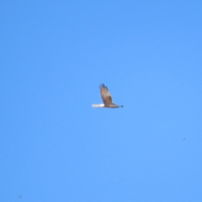Circus approximans (Swamp Harrier) at Breadalbane, NSW - 11 Jan 2023 by TomW