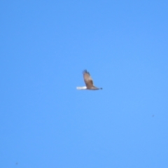 Circus approximans (Swamp Harrier) at Breadalbane, NSW - 11 Jan 2023 by TomW