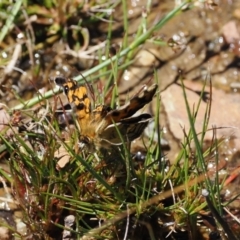 Heteronympha cordace (Bright-eyed Brown) at Cotter River, ACT - 9 Jan 2023 by RAllen