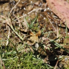 Heteronympha cordace at Cotter River, ACT - 9 Jan 2023