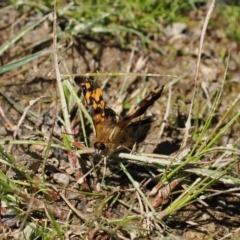 Heteronympha cordace at Cotter River, ACT - 9 Jan 2023 12:28 PM