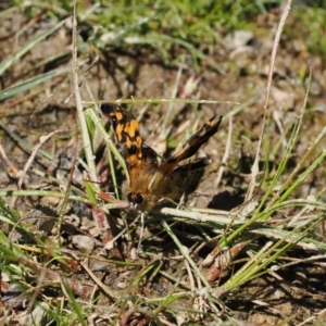 Heteronympha cordace at Cotter River, ACT - 9 Jan 2023 12:28 PM