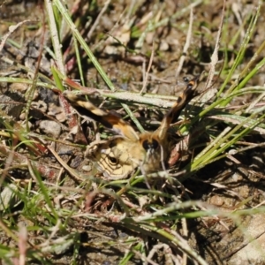 Heteronympha cordace at Cotter River, ACT - 9 Jan 2023 12:28 PM