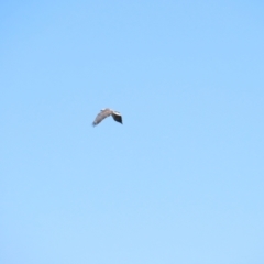 Haliaeetus leucogaster (White-bellied Sea-Eagle) at Breadalbane, NSW - 11 Jan 2023 by BenW