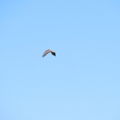 Haliaeetus leucogaster (White-bellied Sea-Eagle) at Breadalbane, NSW - 11 Jan 2023 by BenW